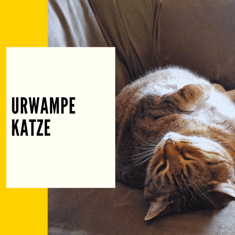 Dieser Beitrag beinhaltet alles zum Thema Urwampe Katze.