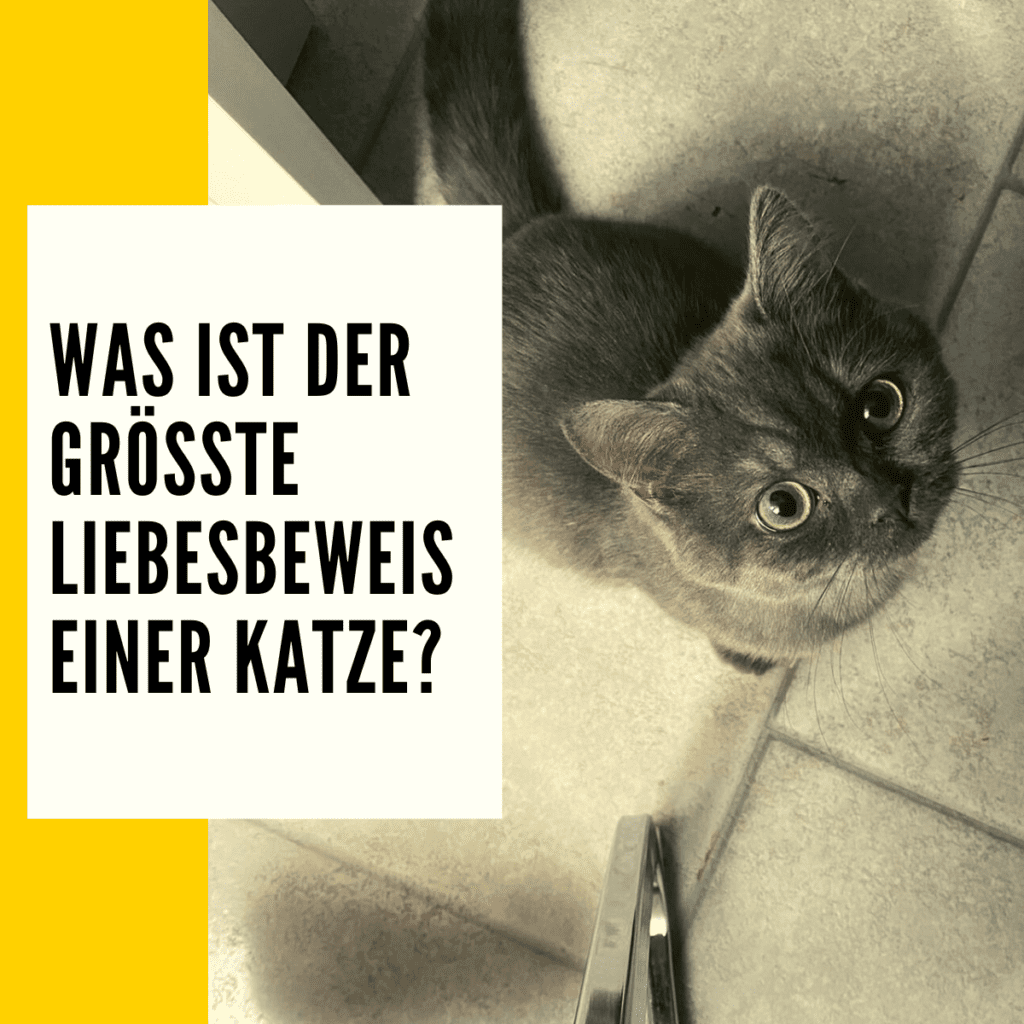 Was Ist Der Größte Liebesbeweis Einer Katze Katzen Körpersprache: die wichtigsten Zeichen einer Katze!