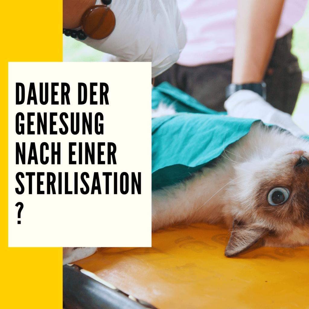 Wie Lange Dauert Die Totenstarre Bei Katzen