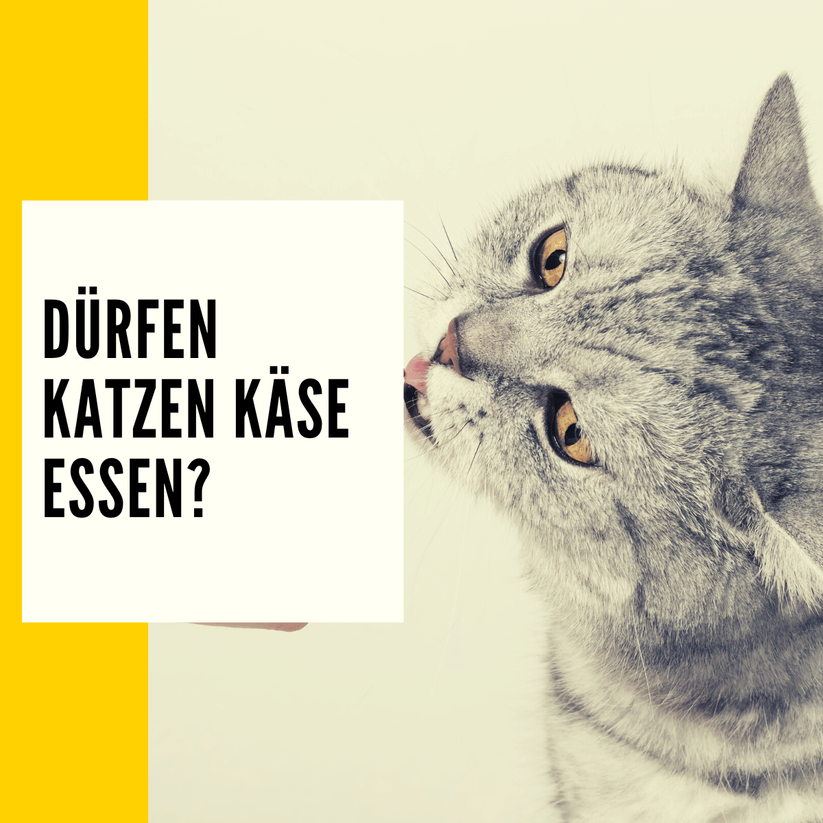 Dürfen Katzen Käse essen Verträglichkeit, Folgen & mehr!