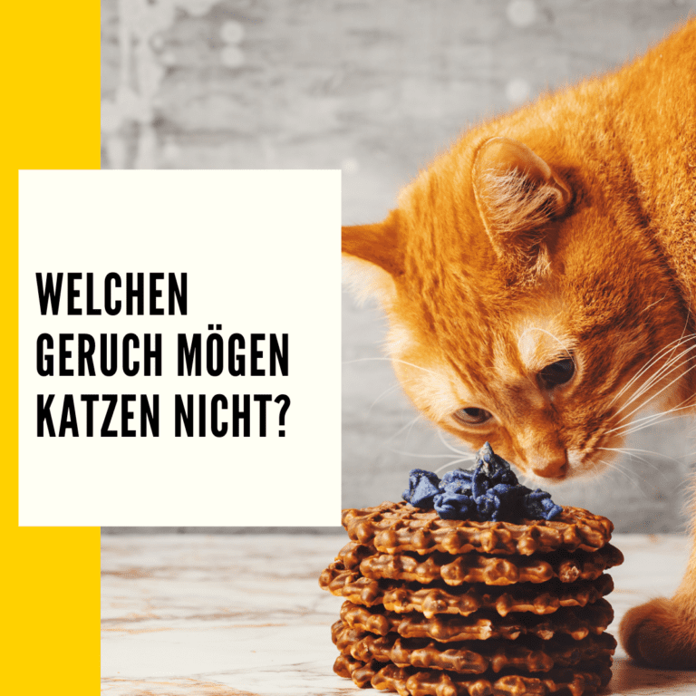 In diesem Artikel geht es um das Thema: Welchen Geruch mögen Katzen nicht?